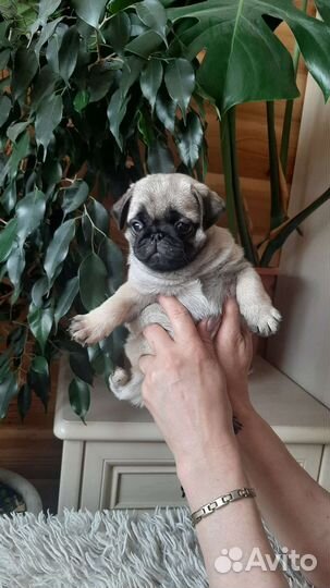 Щенки мопса