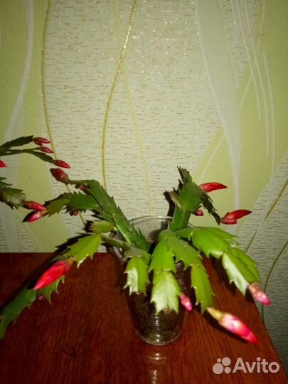 Декабрист шлюмбергера