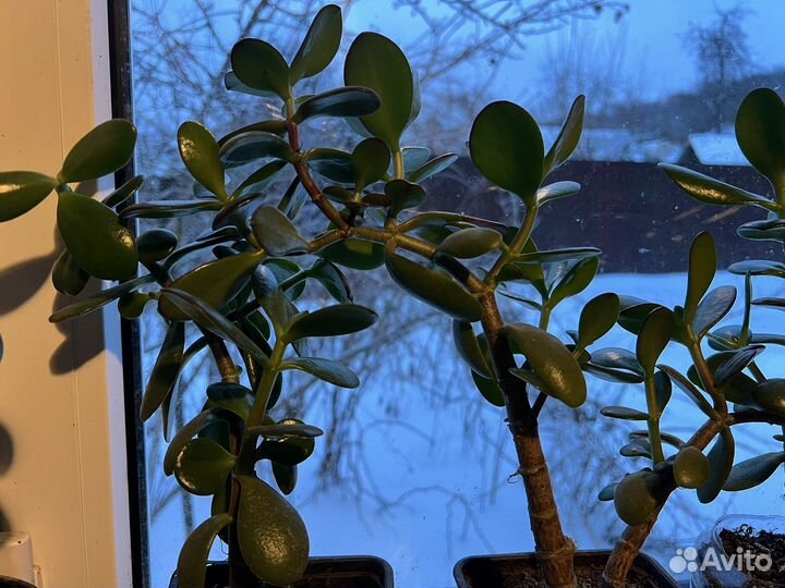 Толстянка (денежное дерево)