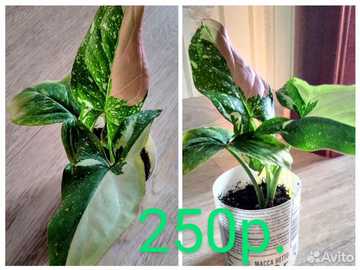 Хойя триколор, филодендрон