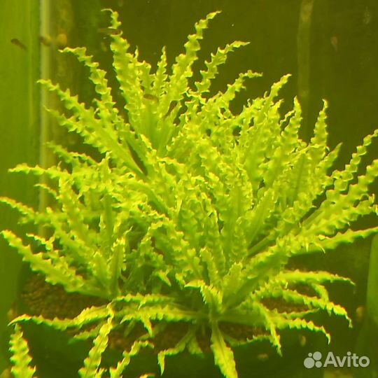 Аквариумное растение