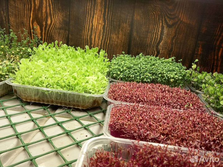 Установка для выращивания микрозелени
