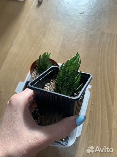 Хавортия зебрина