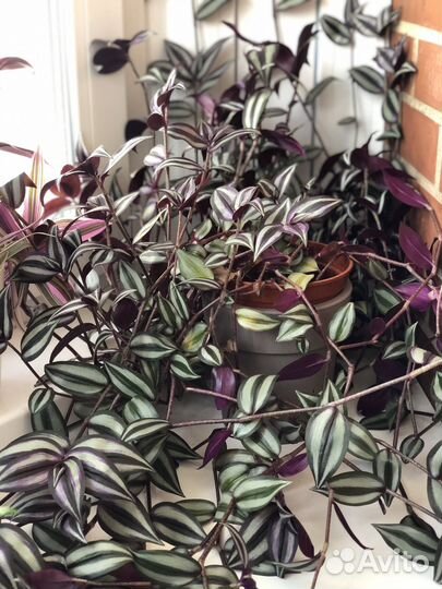 Тралесканция зебрина