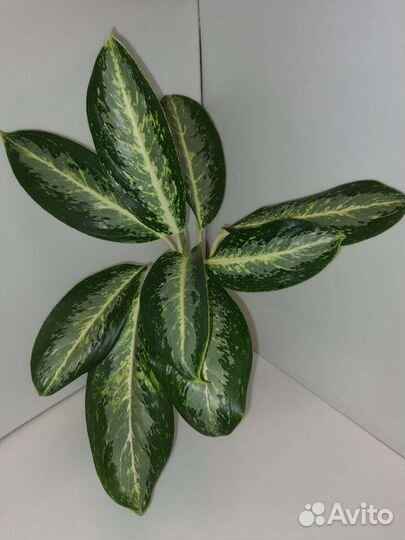 Аглаонема White Tongnoppakul