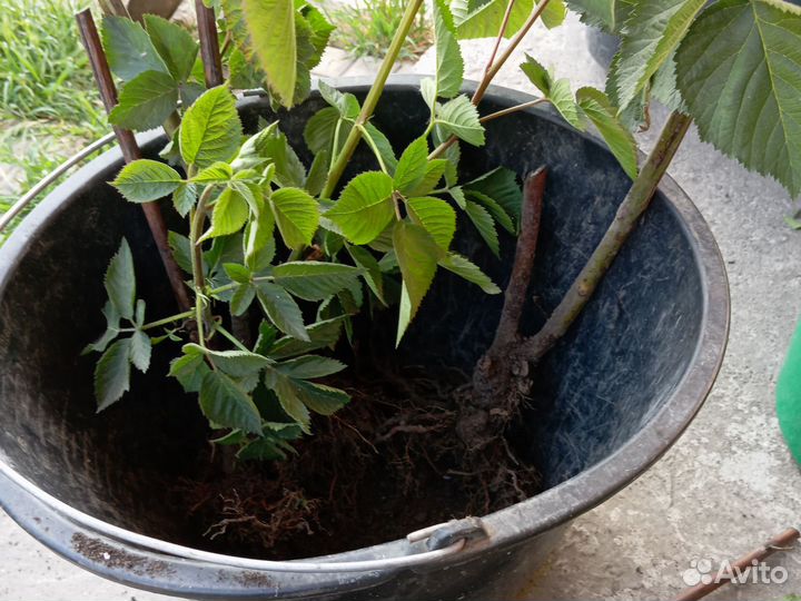 Саженцы ежевики небеса могут подождать