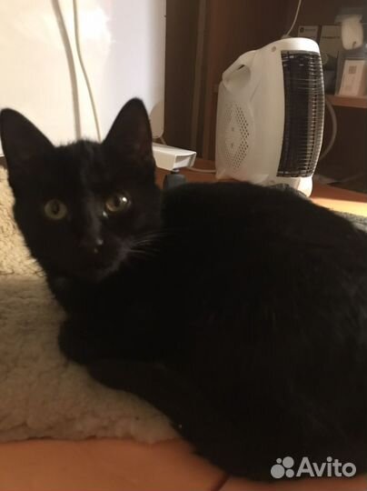 Котенок,6мес,девочка,умная