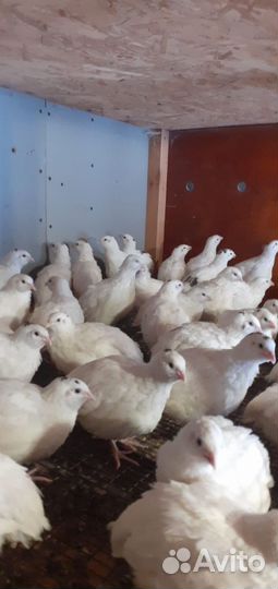 Яйцо перепелинное инкубационное