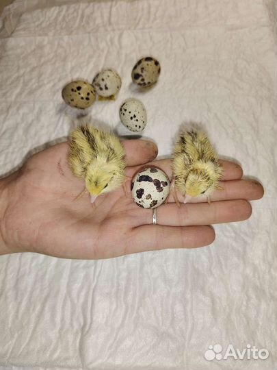 Цыплята суточные перепелов