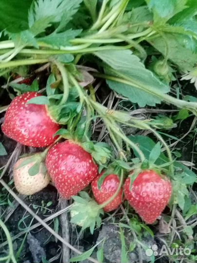 Клубника 5 сортов