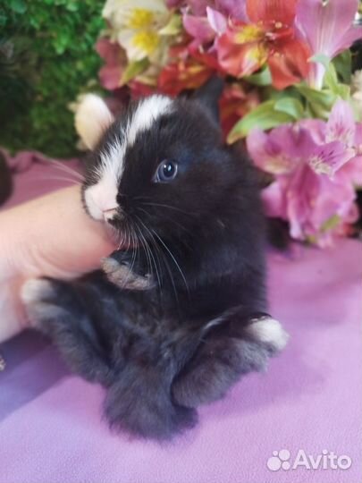 Карликовые мини кролики напрямую от заводчика