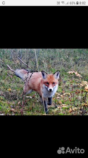 Экскурсия Куршская коса,замок Шаакен,Янтарный,Балт