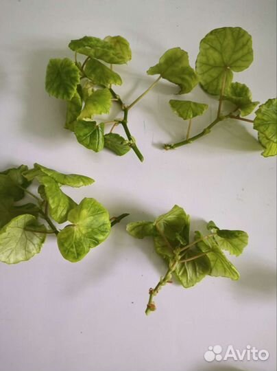 Черенки бегонии Глуар де Лоррен