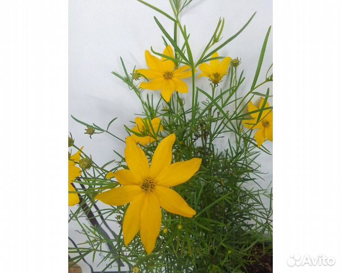 Кореопсис мутовчатый Moonbeam