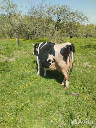 Корова дойная