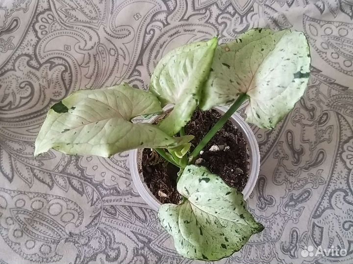 Сингониум серый призрак