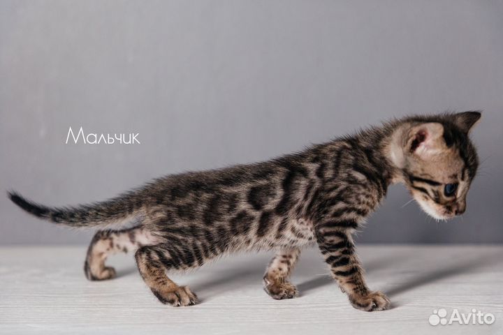 Бенгальские котята