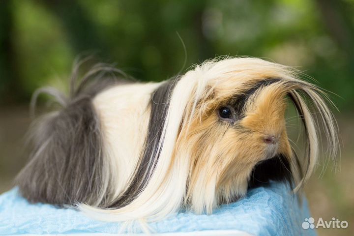 Морская свинка Перуанская