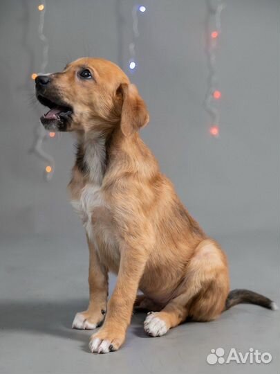 Щенок мальчик, собака в добрые руки