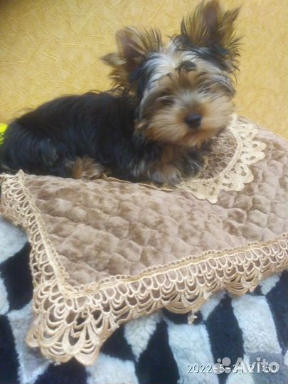 Продаются щенки Йорка