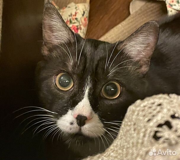 Кот на вязку