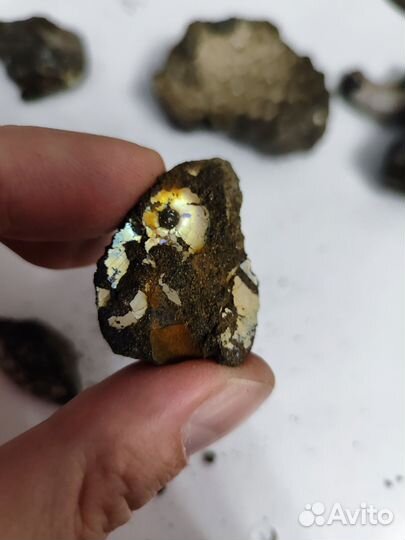 Аммонит в породе с ярким перламутром