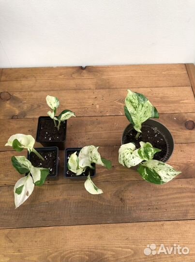 Эпипремнум хэппи лиф