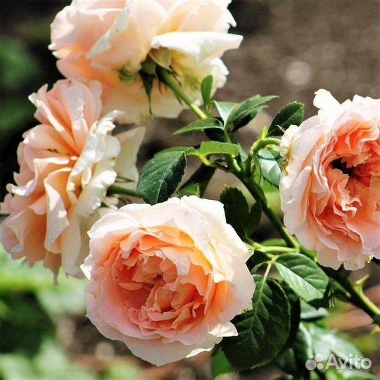 Роза с открытой корневой системой