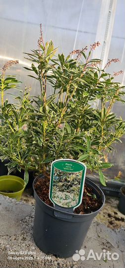 Пиерис japan вариега