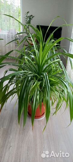 Пальма панданус