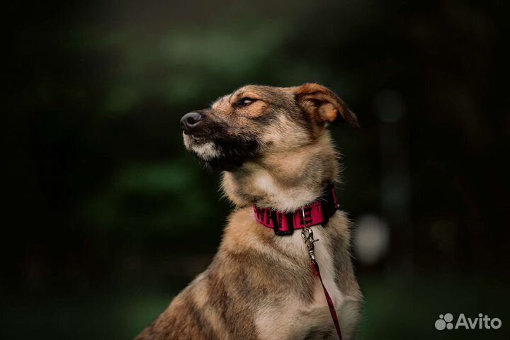 Собака бесплатно