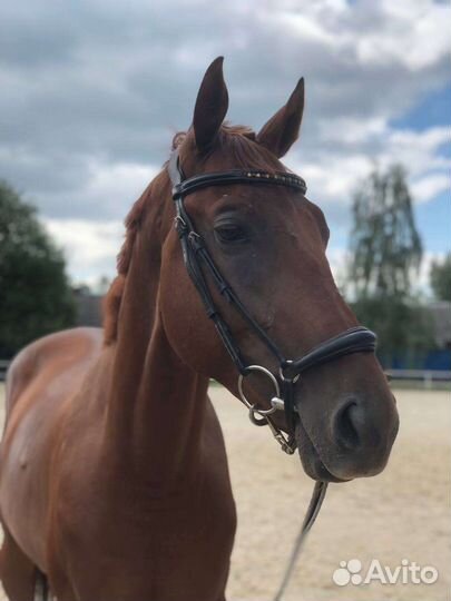 Продается лошадь