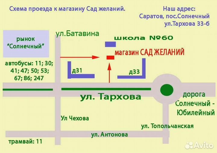 Клеродендрум. Комнатные цветы