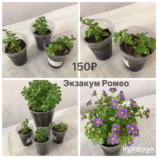 Редкие комнатные растения