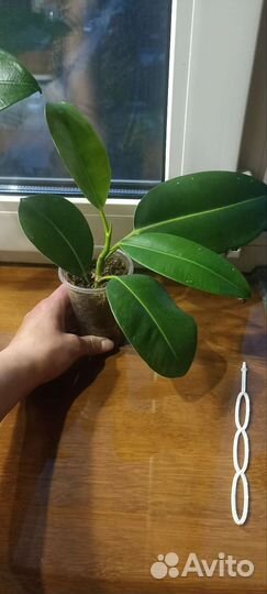 Фикус каучуконосный, комнатные растения