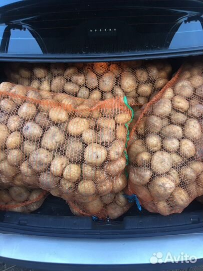 Продам картофель