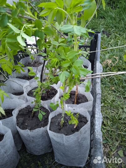 Роза морщинистая