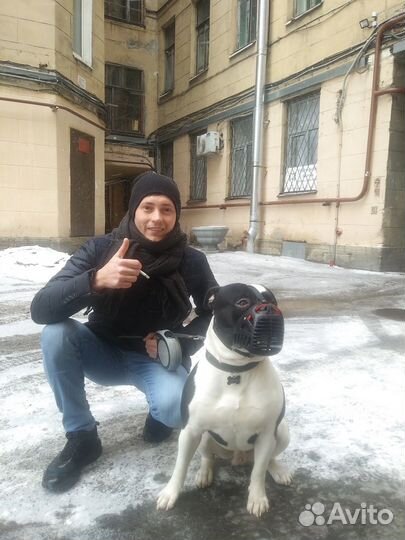 Выгул собак