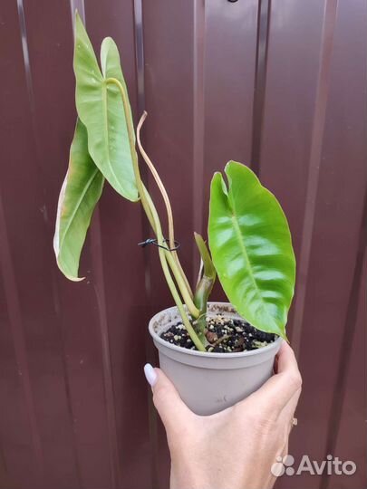 Комнатные цветы 7