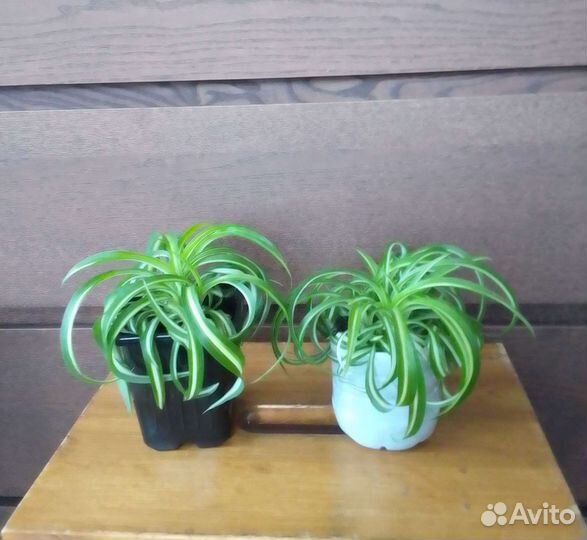 Хлорофитум кудрявый 