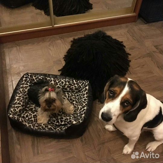 Передержка для собак/ зоогостиница / догситтер