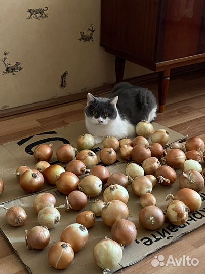 Кот в добрые руки