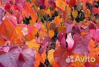 Церсис канадский