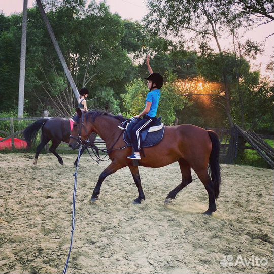 Конные прогулки, обучение верховой езде