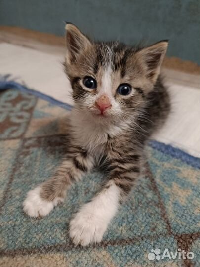 Кошка в дар бесплатно