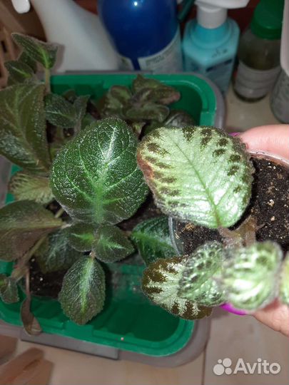 Эписции разные сорта