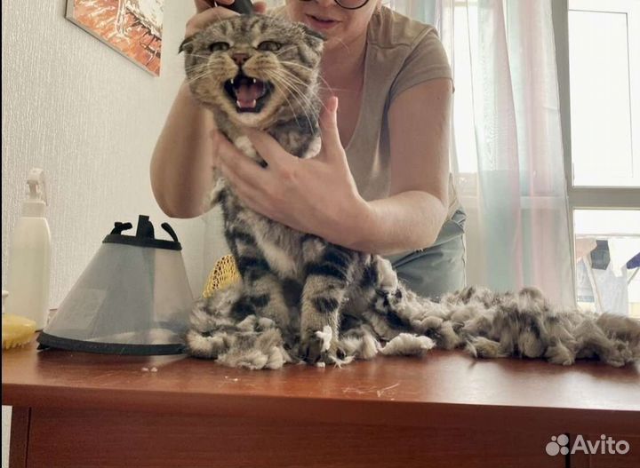 Груминг кошек, стрижка, экспресс линька, вычес