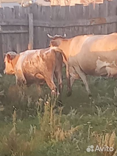 Телята быки на откорм