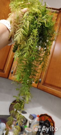 Роголистник от избытка