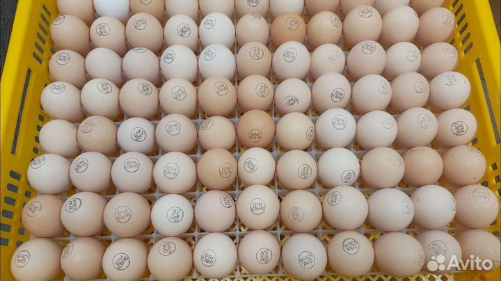 Инкубационное яйцо